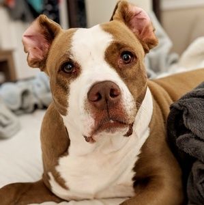 Meet your Posher, Maya